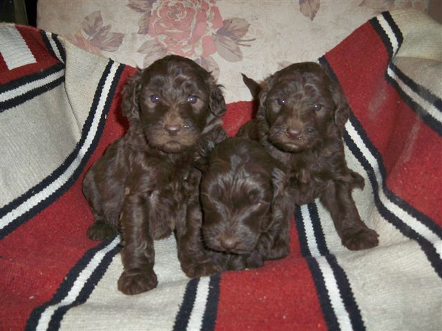 Labradoodle Puppies